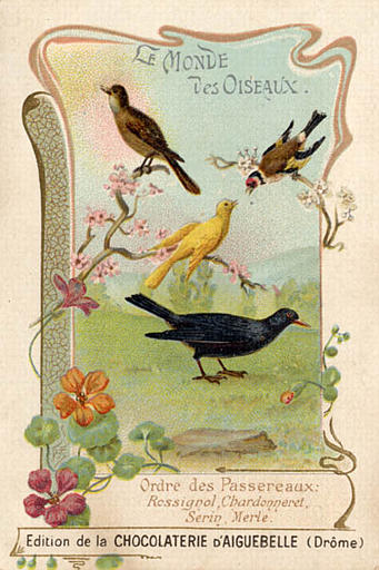 LE MONDE DES OISEAUX / Ordre des Passereaux / Rossignol,  Chardonneret, Serin, Merle (titre inscrit)