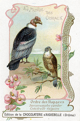 LE MONDE DES OISEAUX / Ordre des Rapaces / Sarcoamphe condor / Crécérelle vulgaire (titre inscrit)