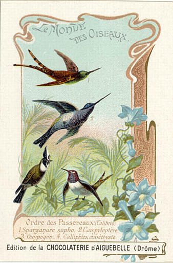 LE MONDE DES OISEAUX / Ordre des Passereaux (Colibris) / 1 Sparganure sapho 2 Campyloptère / 3 Oxypogon 4 Calliphox améthyste (titre inscrit)