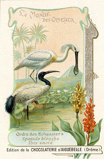 LE MONDE DES OISEAUX / Ordre des Echassiers / Spatule blanche / Ibis sacré (titre inscrit)