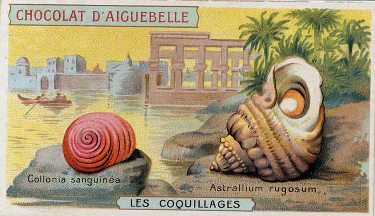 LES COQUILLAGES / Collonia sanguinea / Astralium rugosum (titre inscrit)