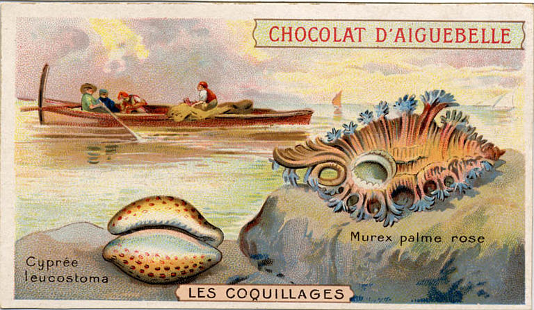 LES COQUILLAGES / Cyprée / leucostoma / Murex palme rose (titre inscrit)