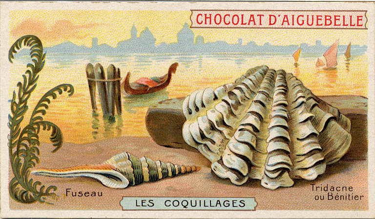 LES COQUILLAGES / Fuseau / Tridacne / ou Bénitier (titre inscrit)