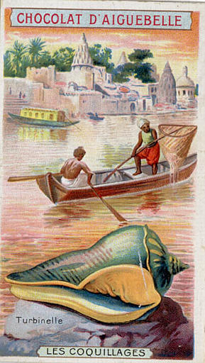 LES COQUILLAGES / Turbinelle (titre inscrit)