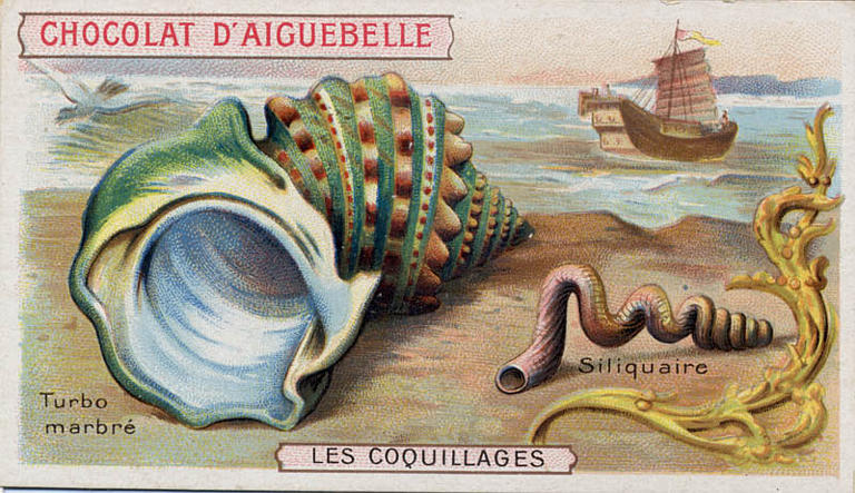 LES COQUILLAGES / Turbo / marbré / Siliquaire (titre inscrit)