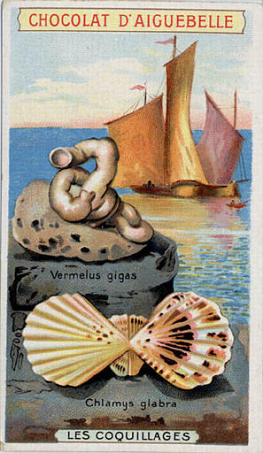 LES COQUILLAGES / Vermelus gigas / Chlamys glabra (titre inscrit)