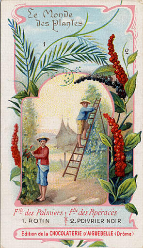 Flle des Palmier / 1. ROTIN / Flle des Pipéracés / 2. POIVRIER NOIR (titre inscrit)