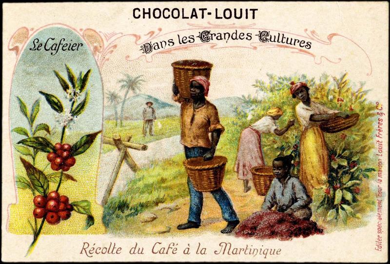 Dans les Grandes Cultures / Le Cafeier / Récolte du Café à la Martinique (titre inscrit)