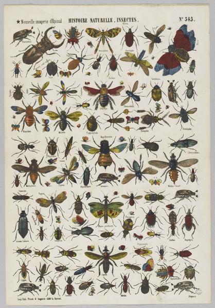 HISTOIRE NATURELLE, INSECTES (titre inscrit)
