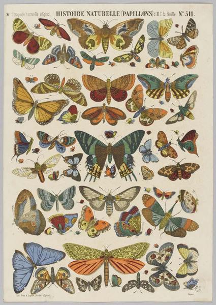 HISTOIRE NATURELLE (PAPILLONS) (titre inscrit)