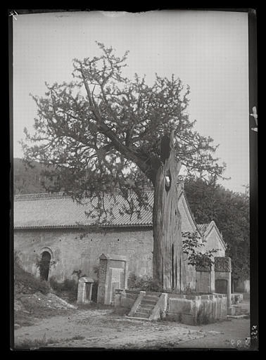 [Shandong]. Le thuya béni par le pèlerin Hiuan-tsang [Xuanzang] (temple Ling-yen sseu [Lingyansi])
