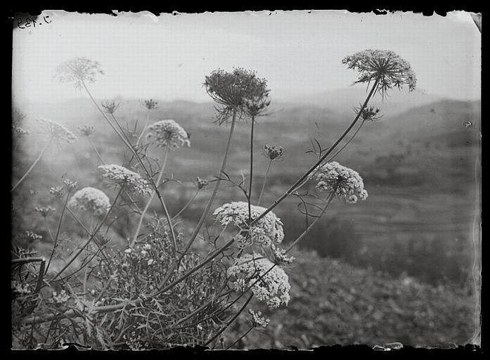 Chongqing. Zhongbeishatuo, paysage de fleurs