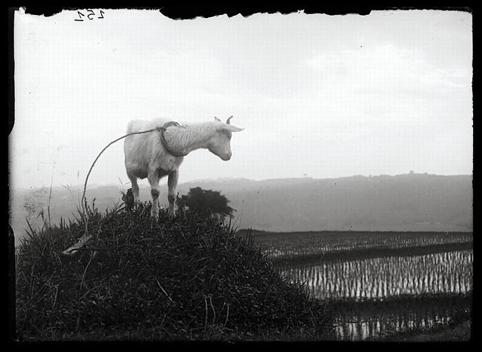 Sichuan. Dans l'ancienne ville de Laoluzhou, chèvre et rizières