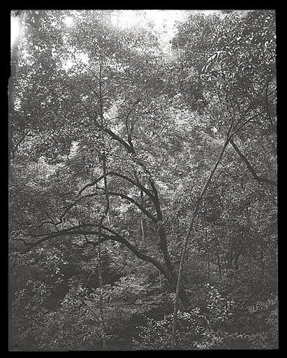 [Sichuan]. Kiang k'eou [Jiangkou], monastère de Tchong-yen [Zhongyan], arbres