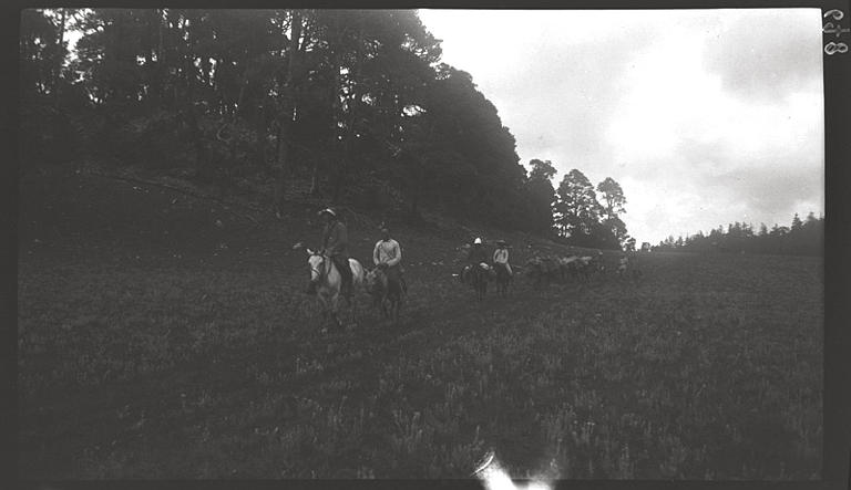 [Yunnan]. De T'ai-fang [Taifang] à Ying-p'an [Yingpan], la prairie d'edelweiss