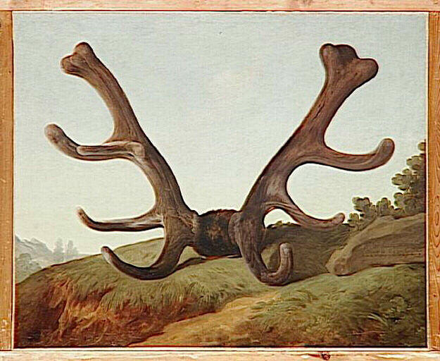 Bois d'un cerf attaqué par l'équipage du Roi au Bois Guérin, le 1er Juin 1778