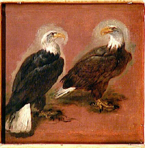 Deux pygargues ; Oiseaux à tête blanche, ou Vautours (ancien titre)