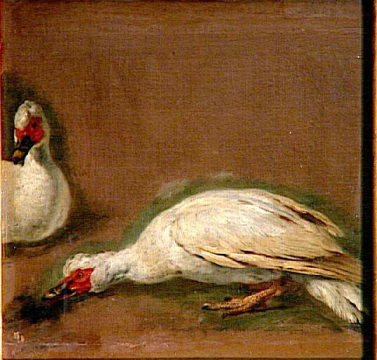 Canards blancs
