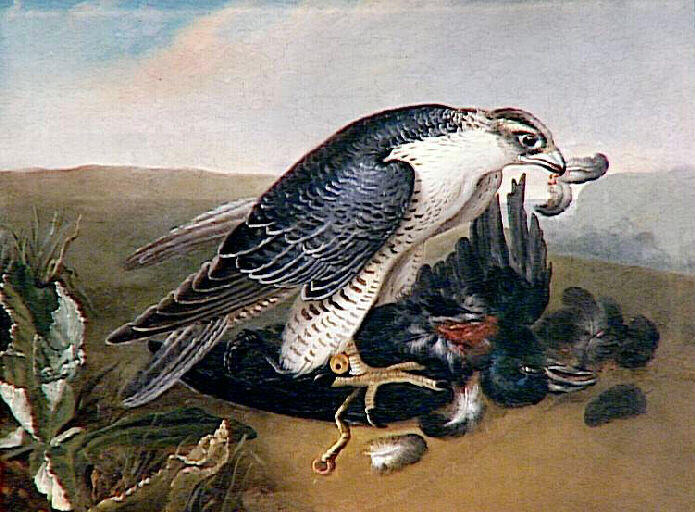 Faucon dévorant une proie (un corbeau)