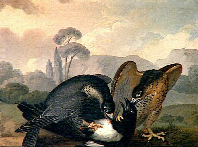 Deux oiseaux de proie terrassant une pie