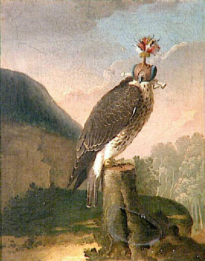 Faucon de chasse revêtu de son capuchon