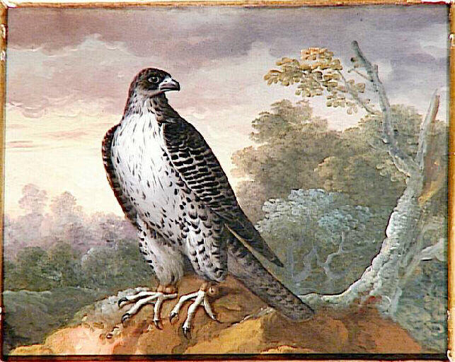 Faucon dans un paysage ayant un grelot à chaque patte