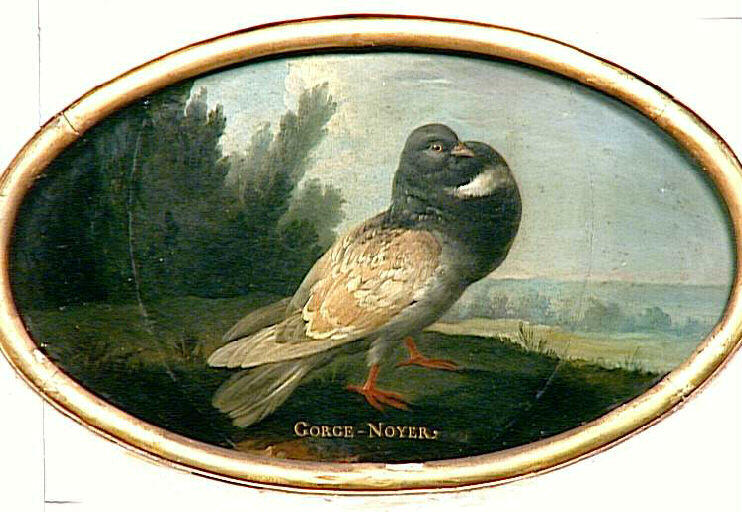 Pigeon à gorge de noyer