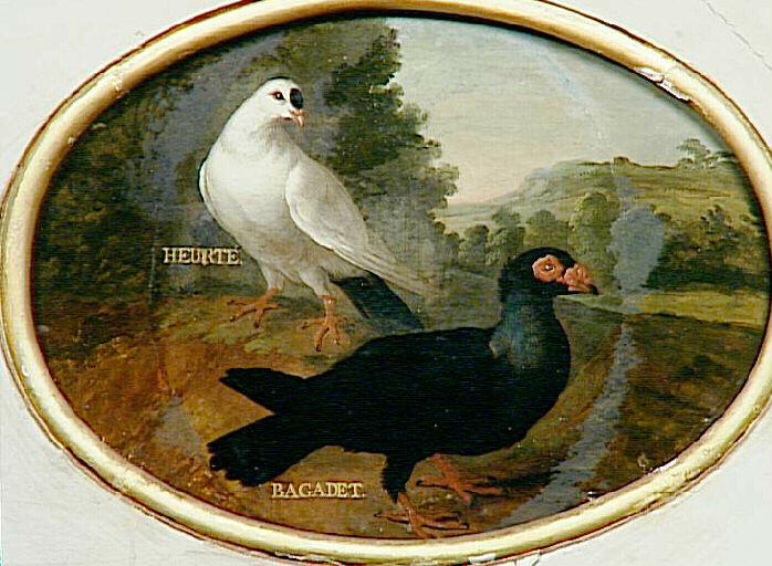 Pigeon blanc et noir - 'Heurté' et 'Bagadet'