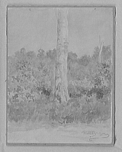 Bruyères et genêts