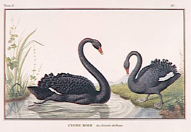 Cygnes noirs du détroit de Bass