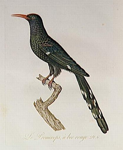 Oiseaux dorés ou à reflets métalliques