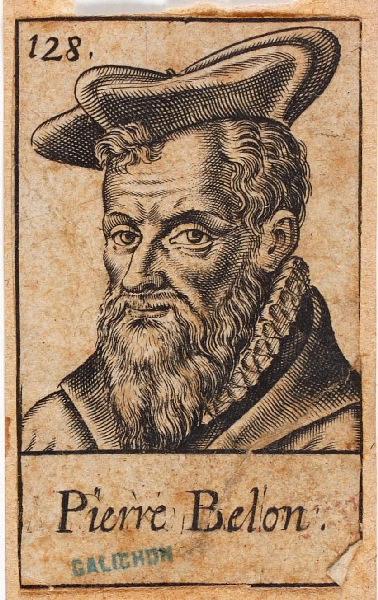 Portraits de plusieurs hommes illustres (128) : Pierre Belon