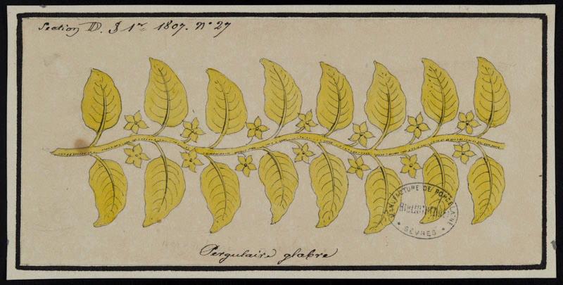Eléments décoratifs [Ornement, frise fleurs]