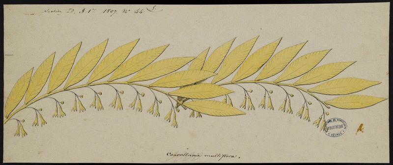 Eléments décoratifs [Ornement, frise fleurs]