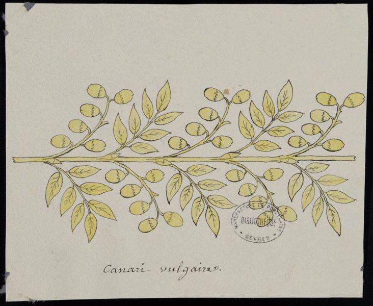 Eléments décoratifs [Ornement, frise fleurs]