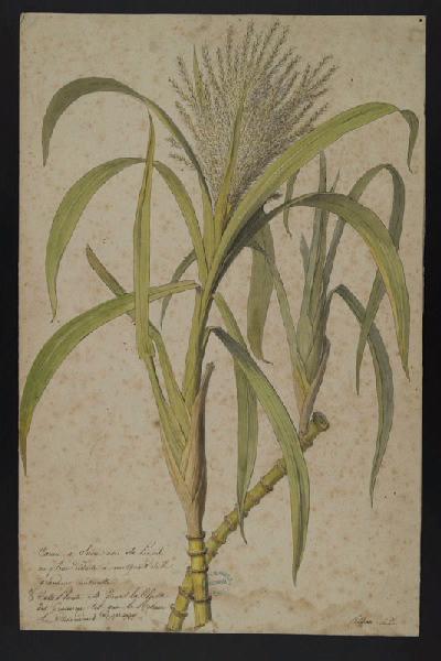 Elément décoratif [Fleurs]