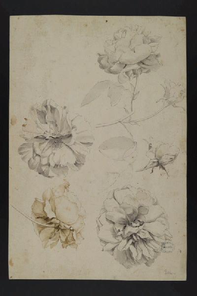 Elément décoratif [Fleurs]