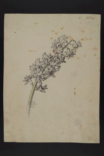 Elément décoratif [Fleurs]