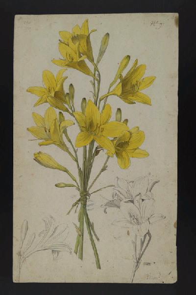 Elément décoratif [Fleurs]