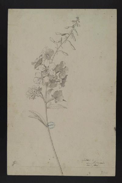 Elément décoratif [Fleurs]