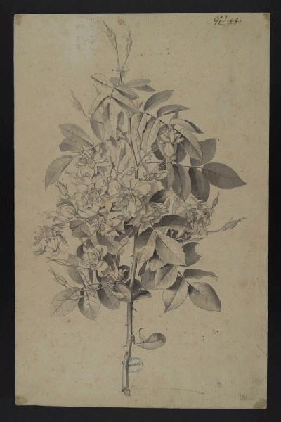 Elément décoratif [Fleurs]