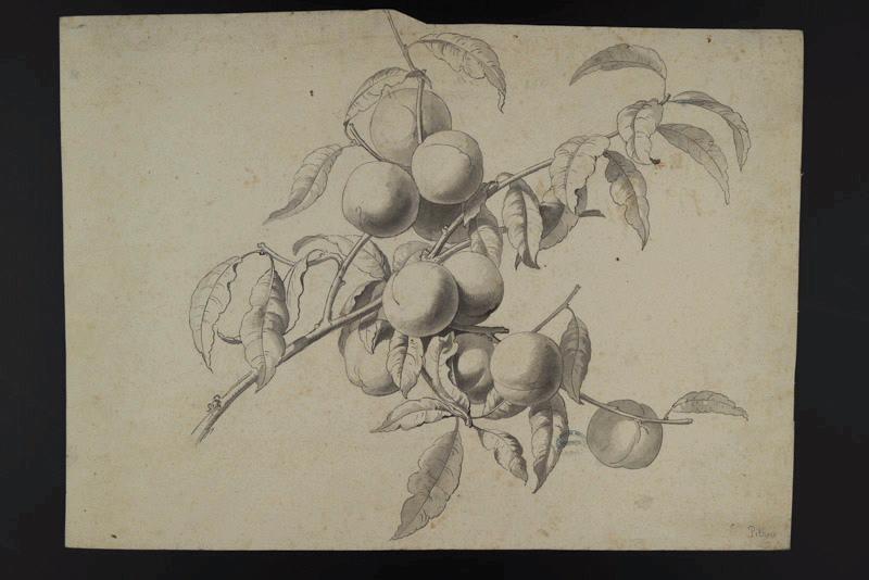 Elément décoratif [Fleurs]