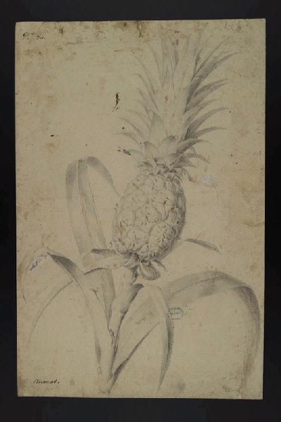 Elément décoratif [Fleurs]