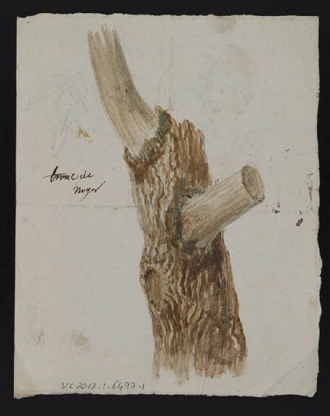 Elément décoratif [Tronc de noyer]