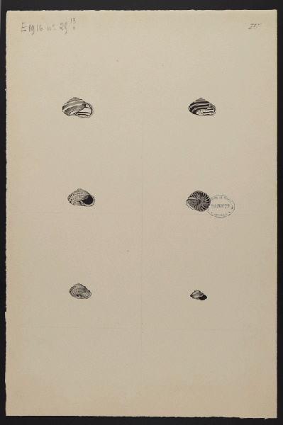 Eléments décoratifs [Coquillages]