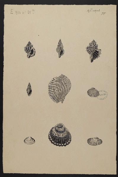 Eléments décoratifs [Coquillages]