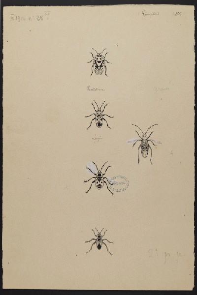 Eléments décoratifs [Insectes]