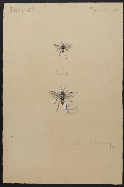 Eléments décoratifs [Insectes]