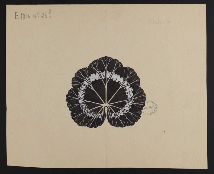 Eléments décoratifs [Feuilles]