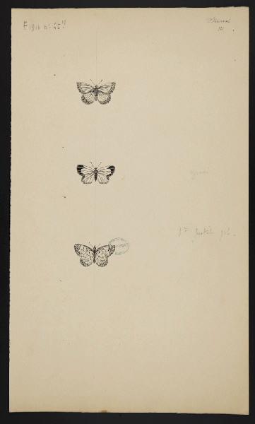 Eléments décoratifs [Papillon]